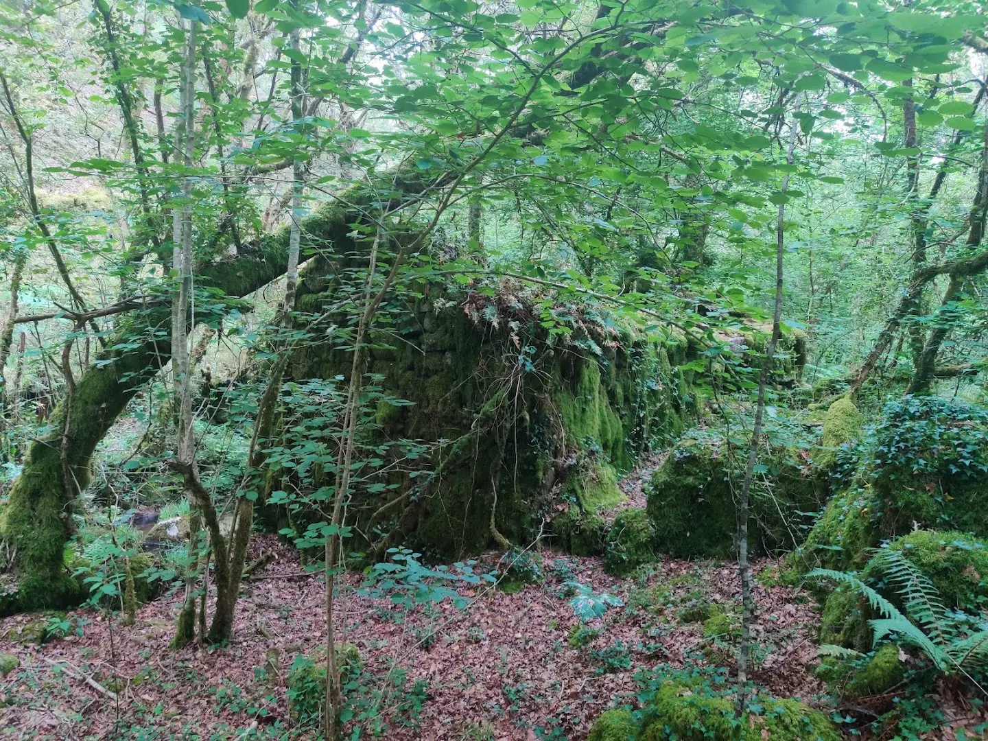 Anceu Coliving photo