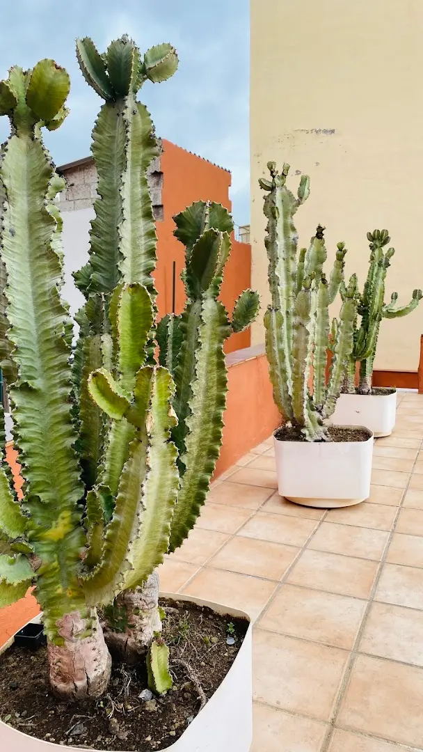 Cactus coliving & coworking photo