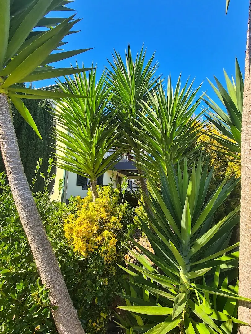 Homeoffice Madeira | CoWorking + CoLiving photo