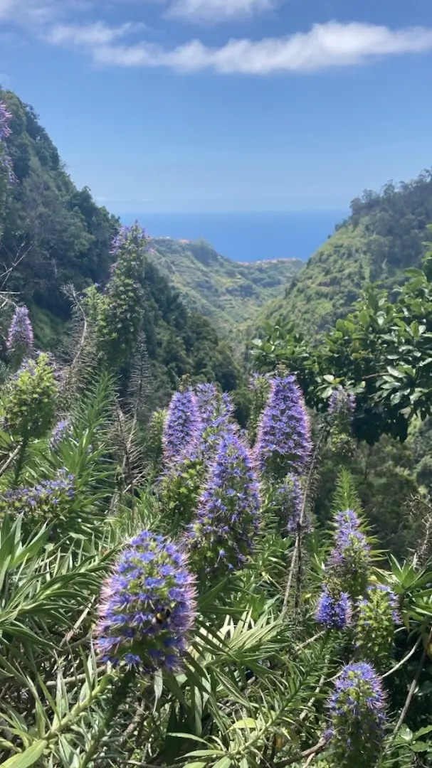 Homeoffice Madeira | CoWorking + CoLiving photo