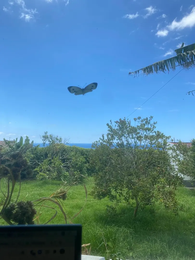 Novovento Coliving Azores photo