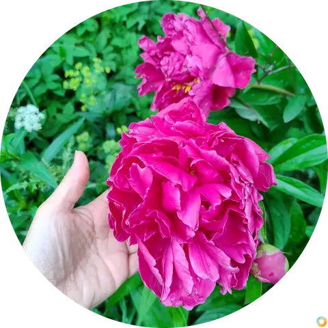Jasmin