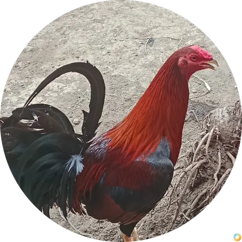 Ayam Aduan