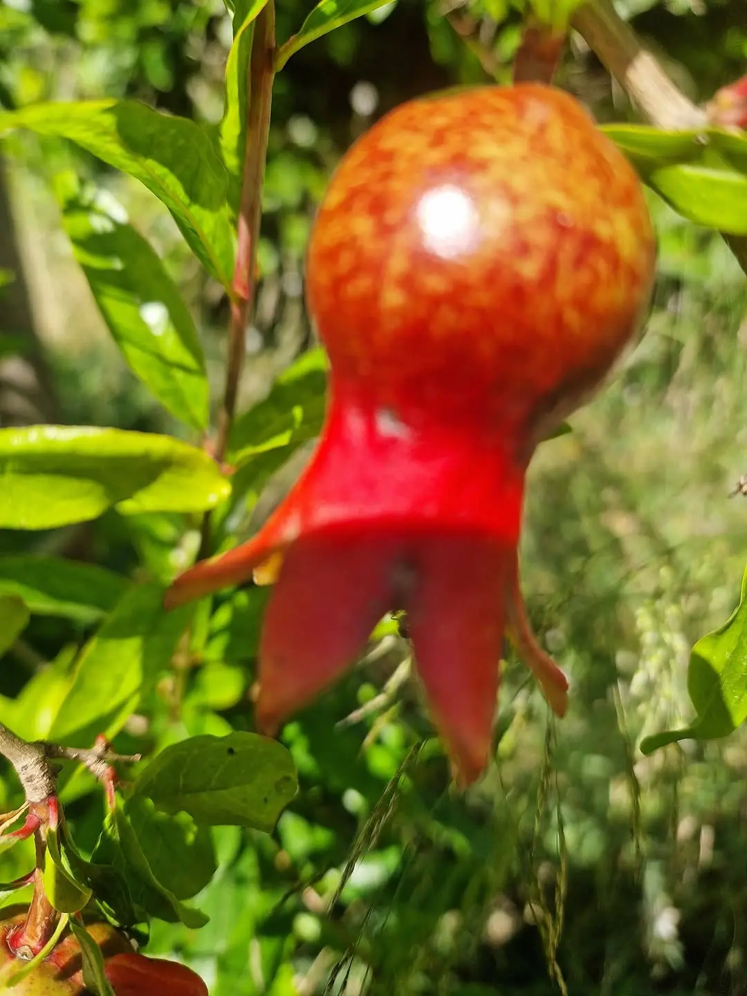 Gartenimpressionen aus der Co.Liv.Finca 

Es wird dieses Jahr eine reiche Ernte geben :)