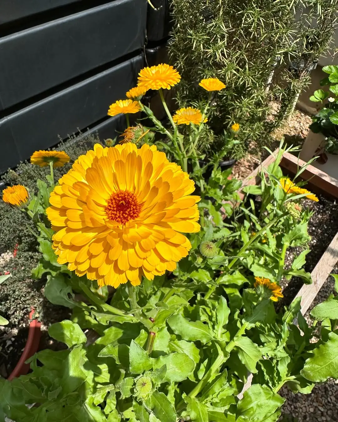 Results of our gardening at Haven