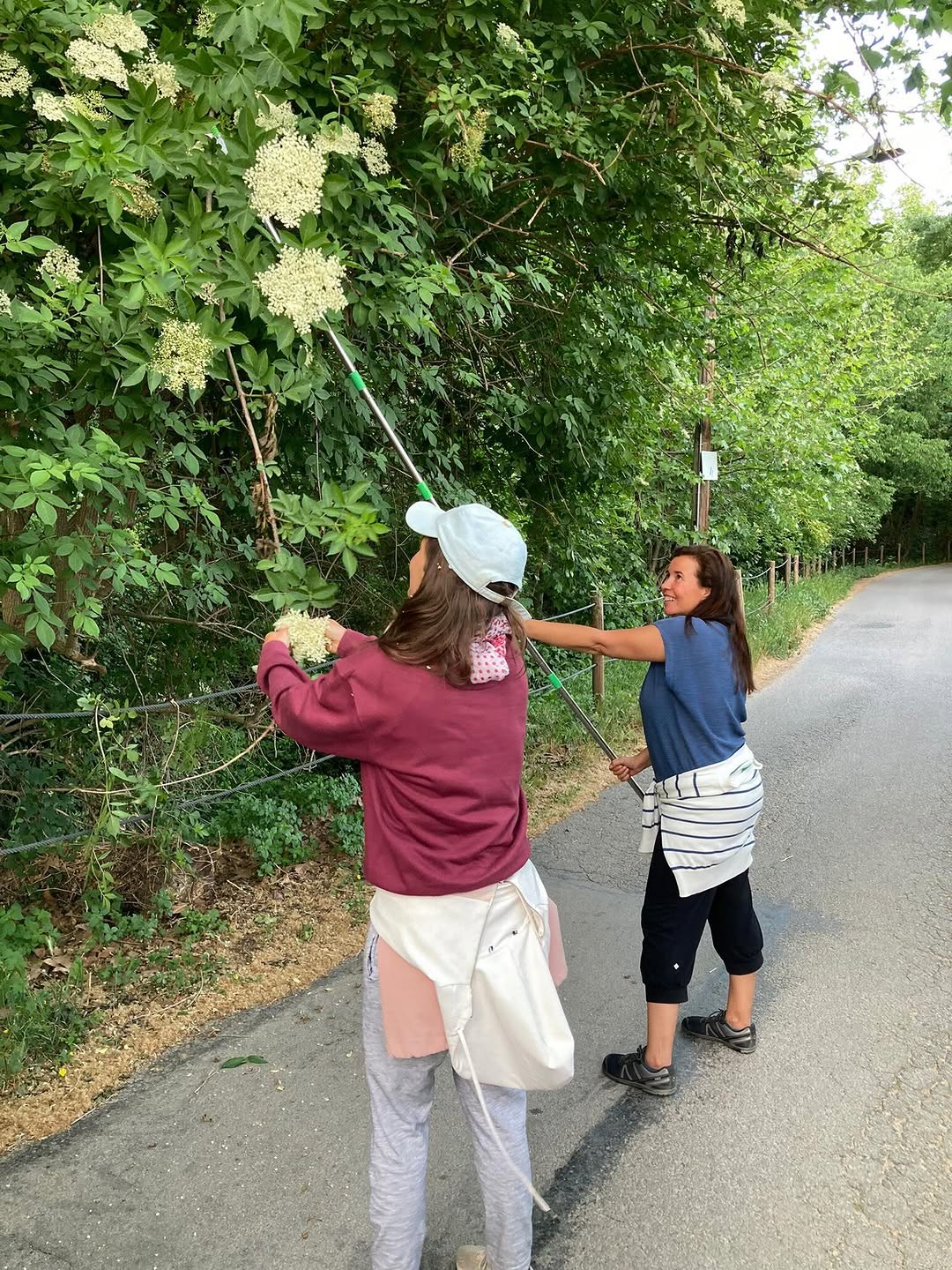 Elder flower collecting for our tea time -sobremesa- after lunch. Enjoying what nature gives just 15 min walk from Kalar