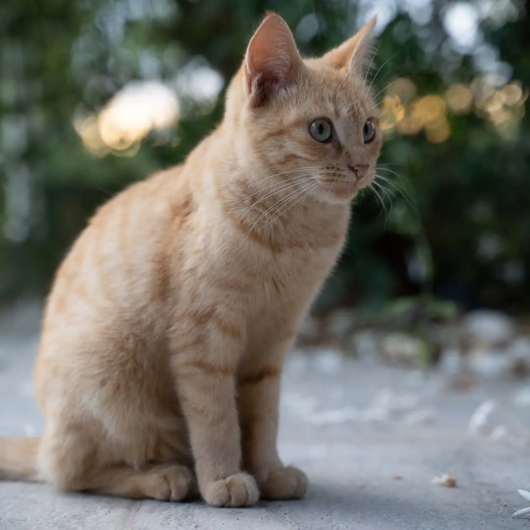 YES! our co-living is pet-friendly 🐾!
Are you a cat or a dog person?

#coliving #colivingspace #colivingspaces #coliving