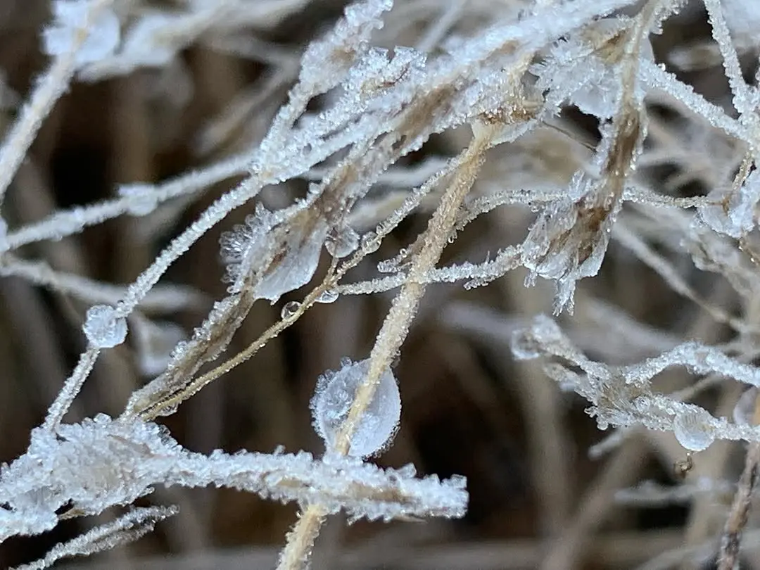 Come to freeze the moment.

A meditation place. 
Young pine trees.
10 min walk from house.