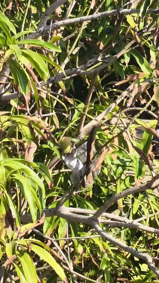 Troncones Point Hostel photo 10